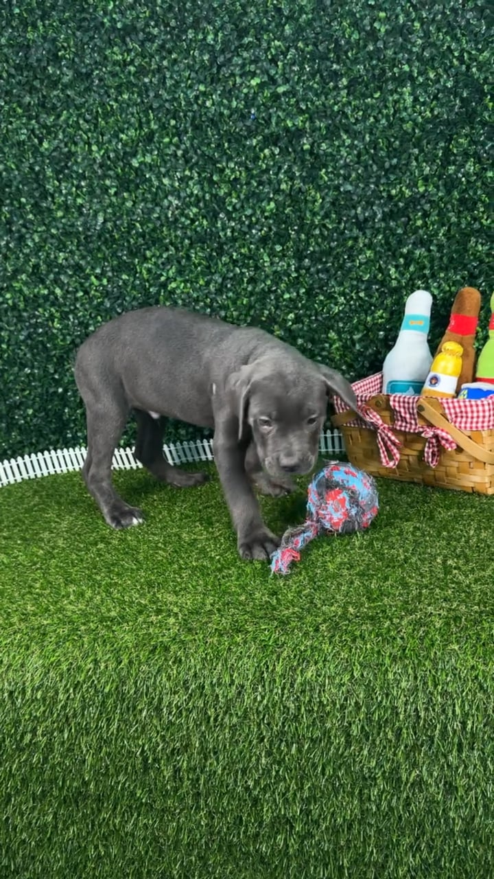 Male Cane Corso puppy named Steel for sale at Puppy Dreams - Missouri City. video thumbnail