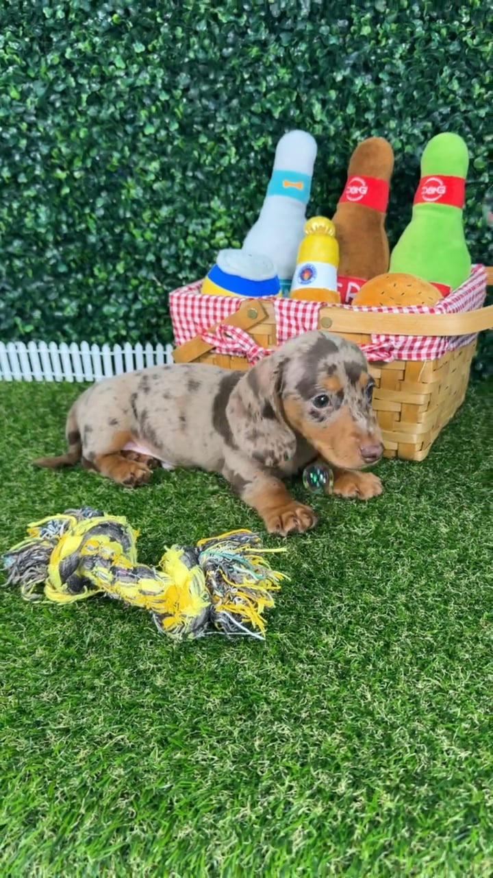 Male Dachshund puppy named Chip for sale at Puppy Dreams - Missouri City. video thumbnail