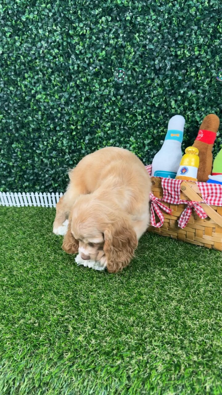 Male Cocker Spaniel puppy named Scout for sale at Puppy Dreams - Missouri City. video thumbnail