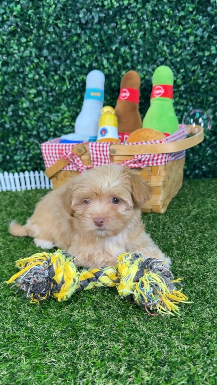 Female Havashire puppy named Ellie for sale at Puppy Dreams - Missouri City. video thumbnail