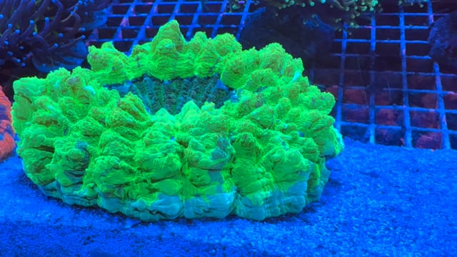 Green Acanthophyllia WYSIWYG 26 video