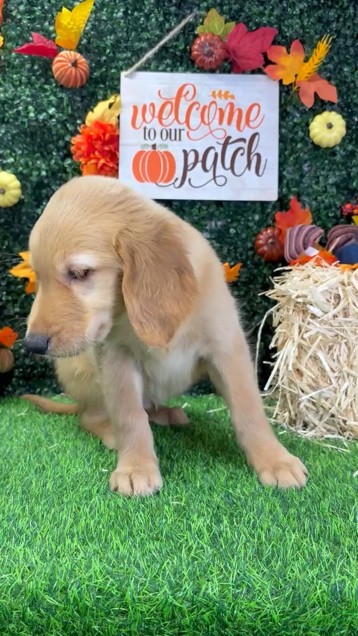 Male Golden Retriever puppy named Beast for sale at Puppy Dreams - Wichita West. video thumbnail