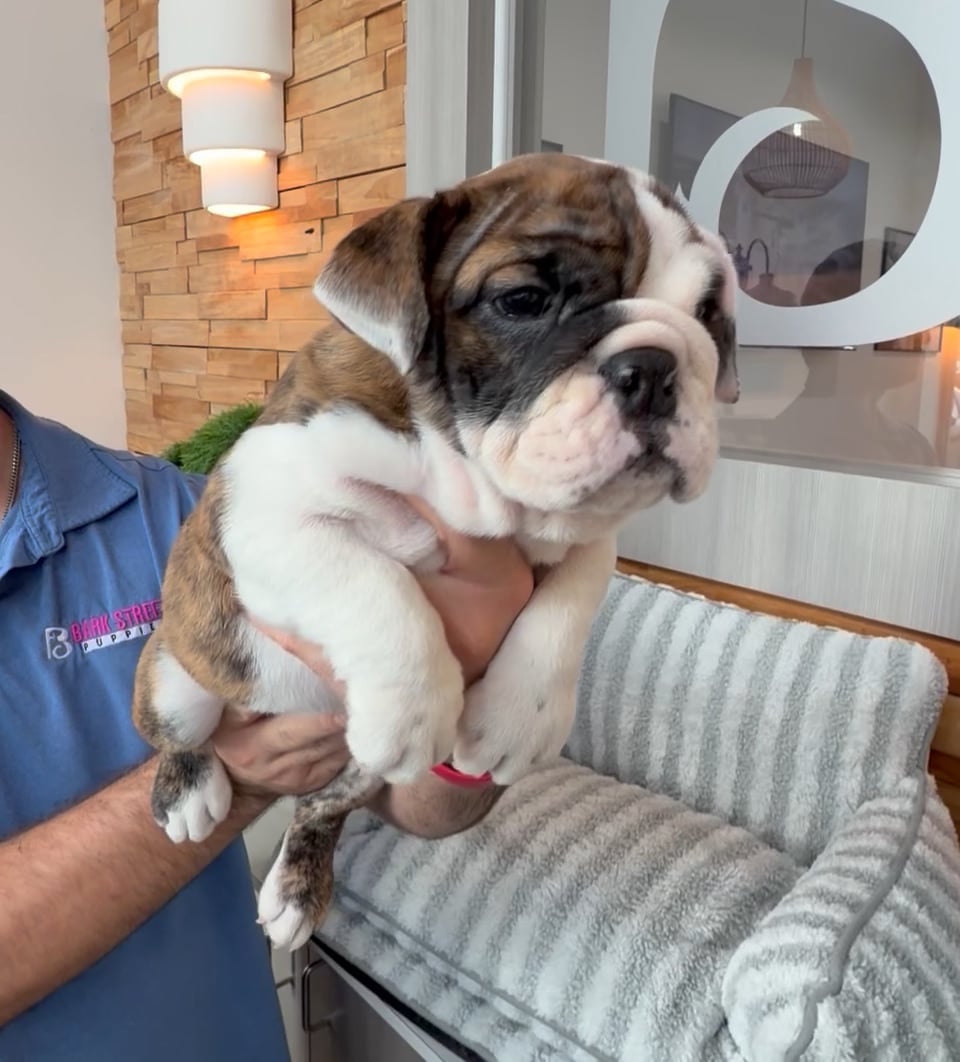Female English Bulldog puppy named Blossom for sale at Beach Blvd. video thumbnail