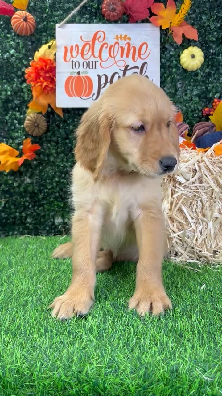 Female Golden Retriever puppy named Beauty for sale at Puppy Dreams - Wichita West. video thumbnail