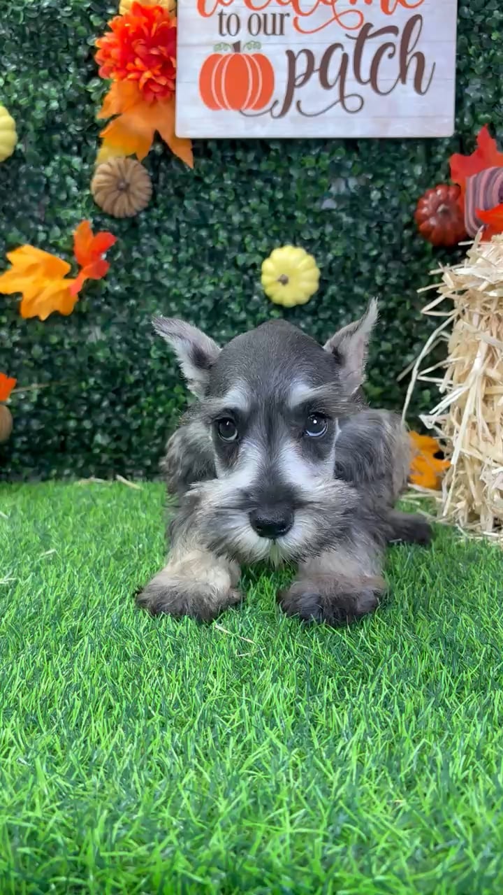 Female Mini Schnauzer puppy named Pippin for sale at Puppy Dreams - Wichita West. video thumbnail