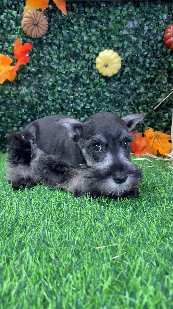 Male Mini Schnauzer puppy named Scottie for sale at Puppy Dreams - Wichita West. video thumbnail