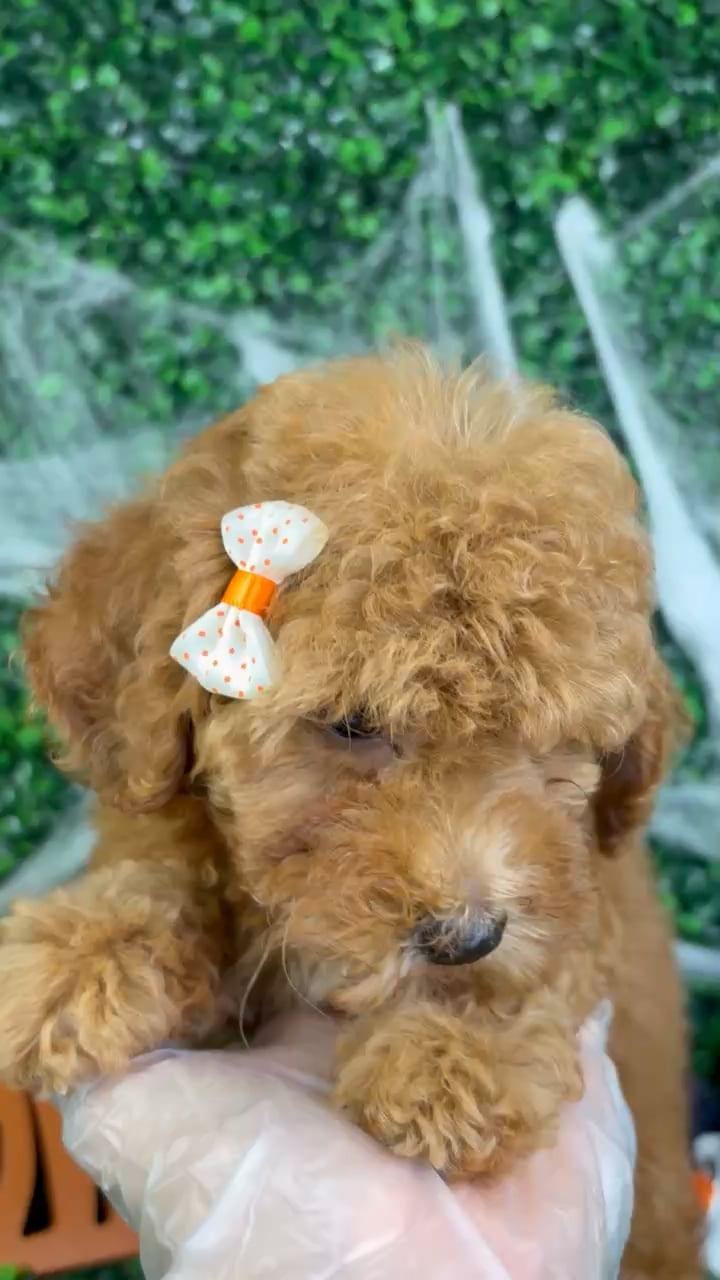 Female Mini Goldendoodle puppy named Baby for sale at Puppy Dreams - North Richland Hills. video thumbnail