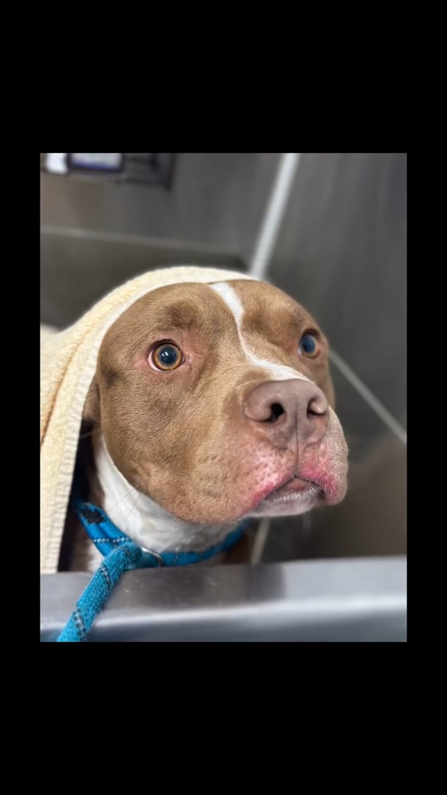 Enlarge Friendly, a ADOPTABLE mixed breed in Stafford, VA video 5/5