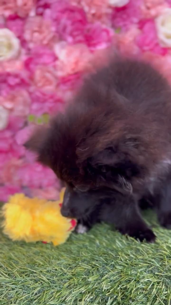 Male Pomeranian puppy named Salem for sale at Pet Express Braintree. video thumbnail