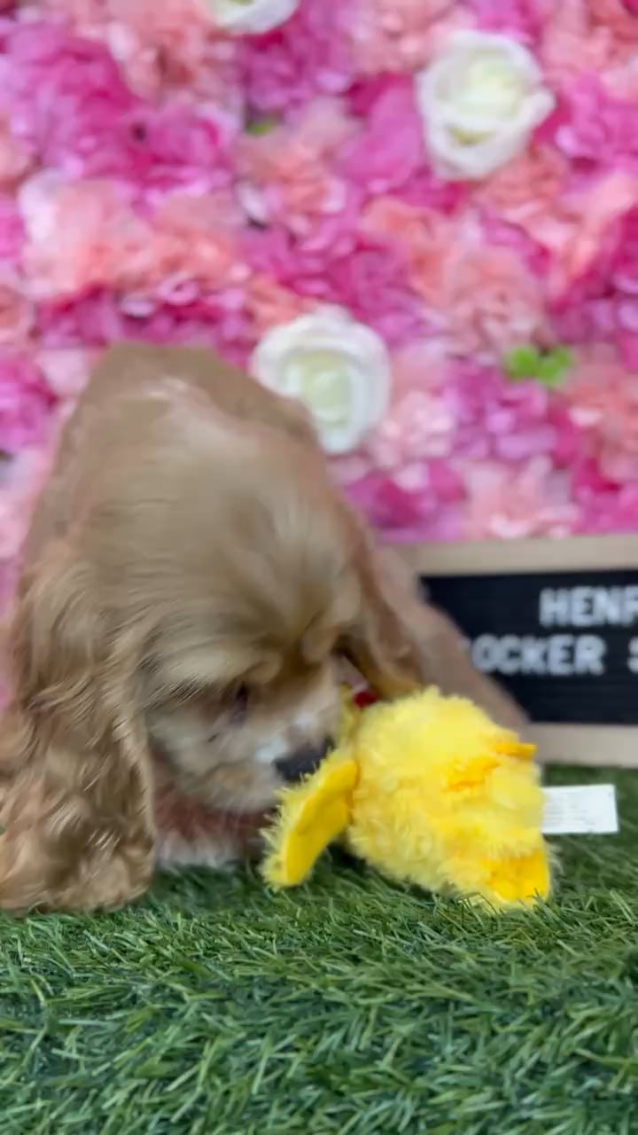 Male Cocker Spaniel puppy named Henry for sale at Pet Express Braintree. video thumbnail