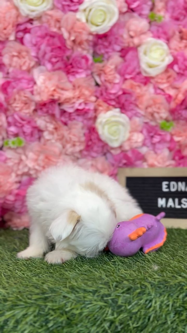 Female Malshi puppy named Edna for sale at Pet Express Braintree. video thumbnail