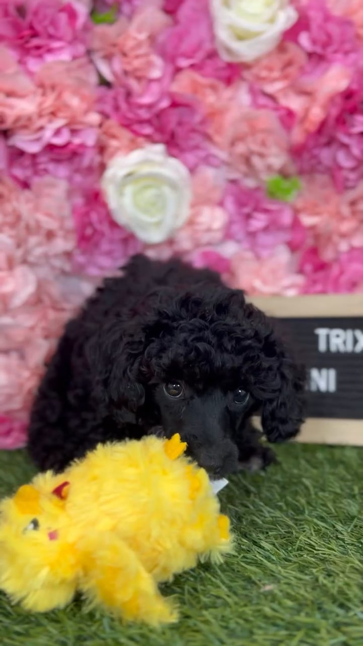 Female Poodle (Mini) puppy named Trixie for sale at Pet Express Braintree. video thumbnail