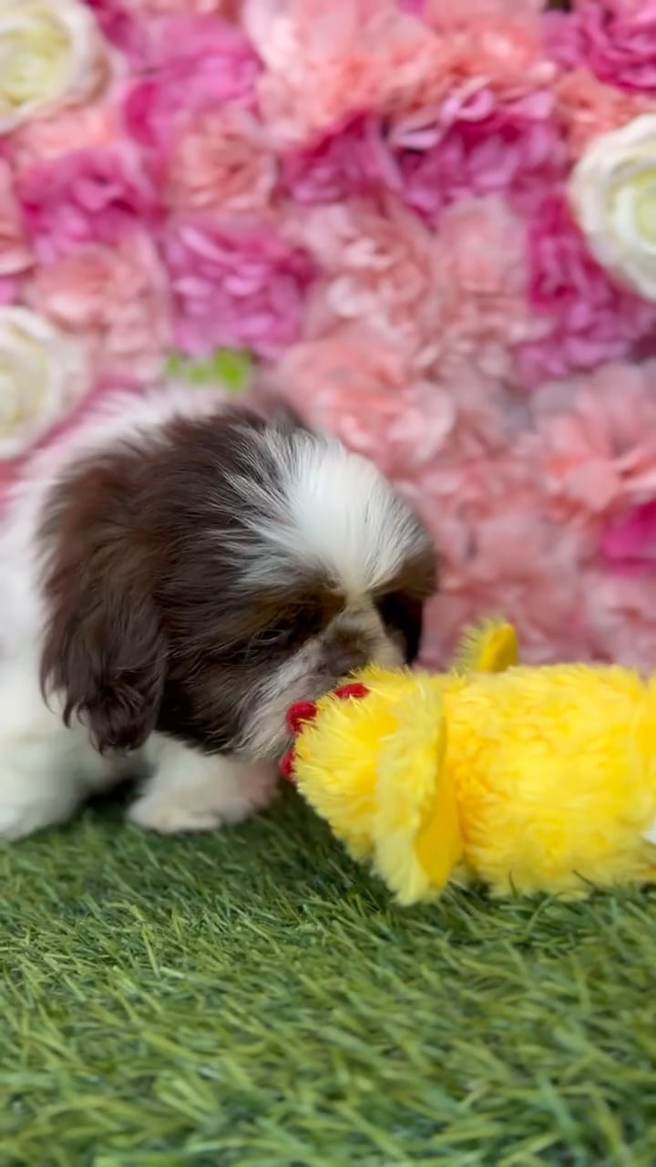 Female Shih Tzu puppy named Bethany for sale at Pet Express Braintree. video thumbnail