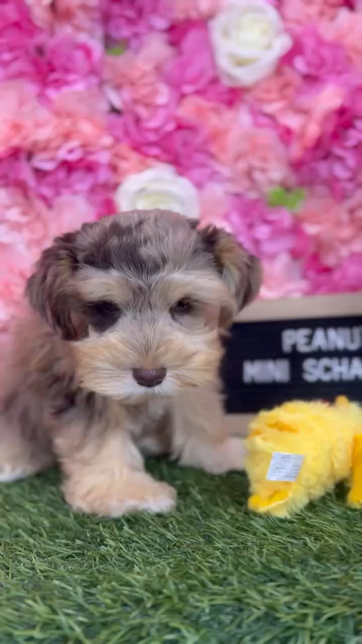 Male Miniature Schnauzer puppy named Peanut for sale at Pet Express Braintree. video thumbnail
