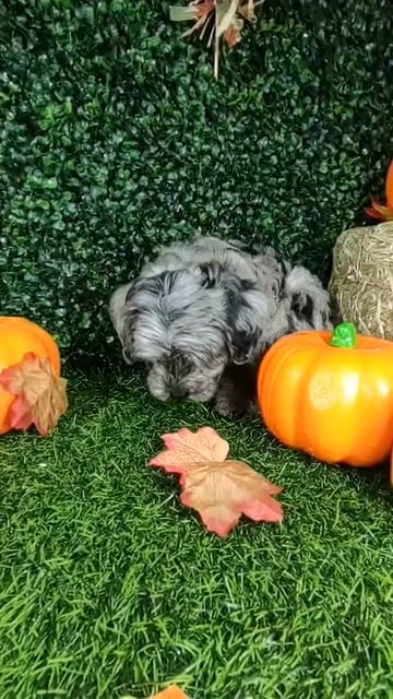 Male Mini Goldendoodle puppy named *Gandalf* for sale at Puppy Dreams - Mansfield. video thumbnail