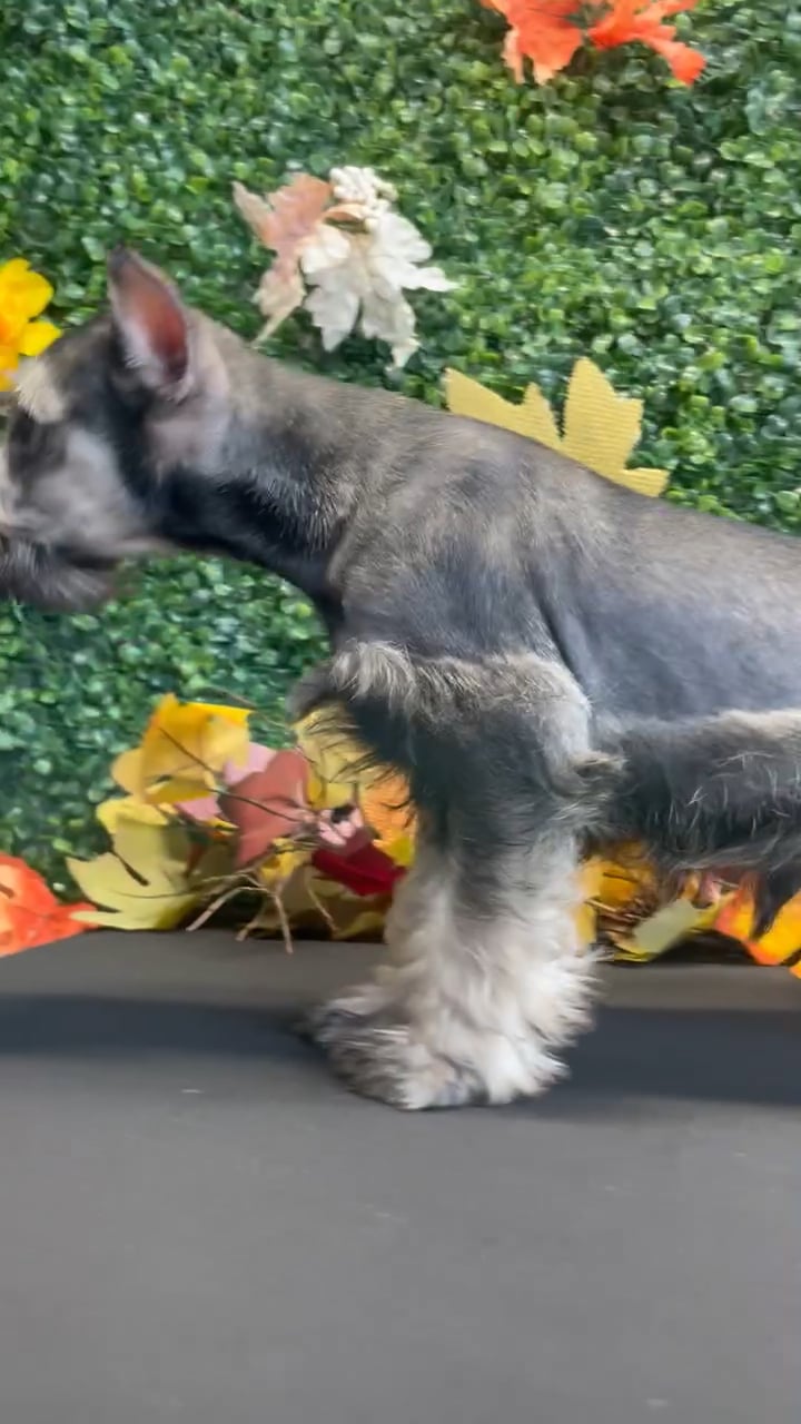 Male Mini Schnauzer puppy named Ace for sale at Puppy Dreams - West Little Rock. video thumbnail