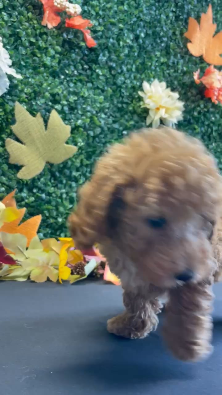 Male Mini Poodle puppy named Arlo for sale at Puppy Dreams - West Little Rock. video thumbnail