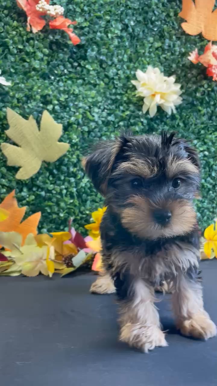 Male Yorkie puppy named Bodie for sale at Puppy Dreams - West Little Rock. video thumbnail