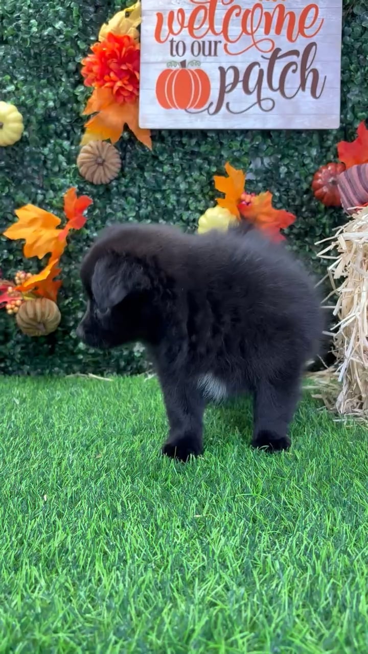 Female Pomchi puppy named Lillith for sale at Puppy Dreams - Junction City. video thumbnail