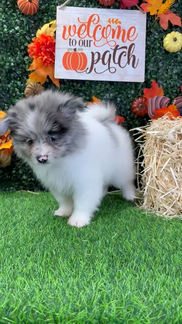 Male Pomeranian puppy named Beau for sale at Puppy Dreams - Wichita West. video thumbnail