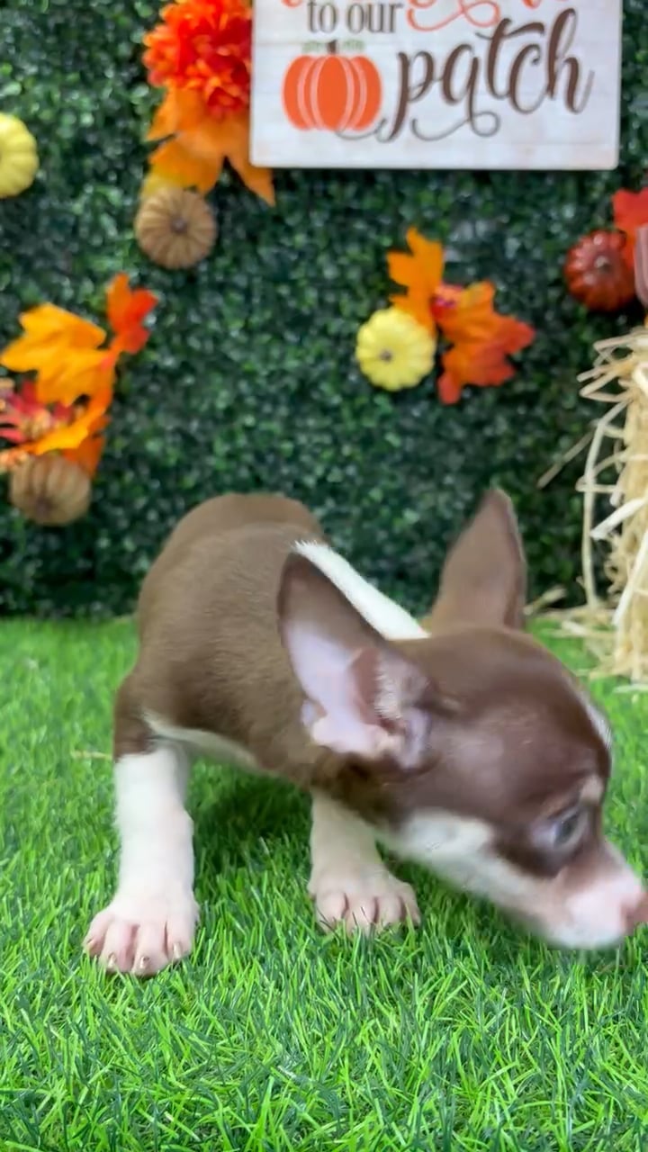 Male Chihuahua puppy named Cheech for sale at Puppy Dreams - Wichita West. video thumbnail