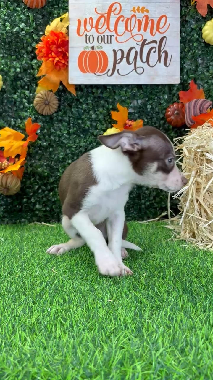 Male Chihuahua puppy named Chong for sale at Puppy Dreams - Wichita West. video thumbnail