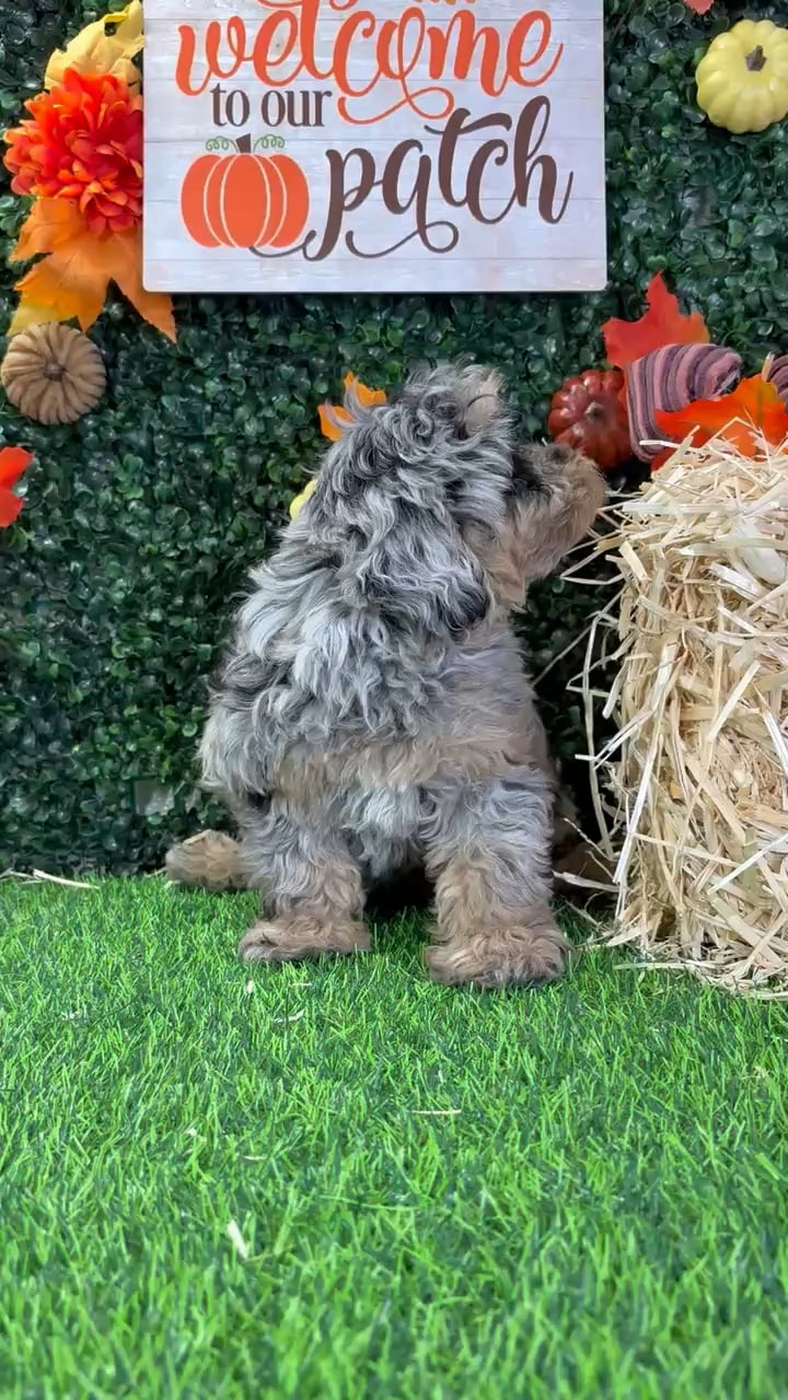 Female Cavapoo puppy named Tink for sale at Puppy Dreams - Wichita West. video thumbnail