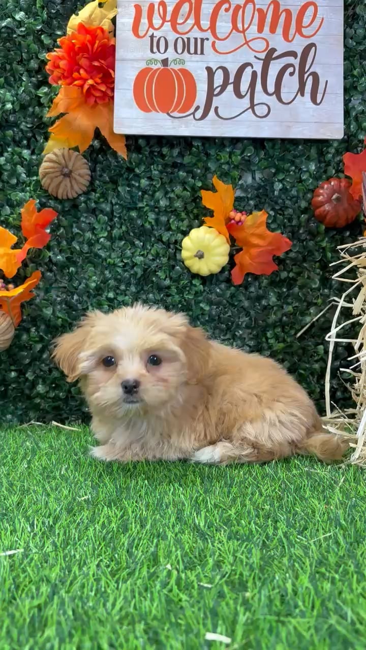 Male Havashire puppy named Pete for sale at Puppy Dreams - Wichita West. video thumbnail