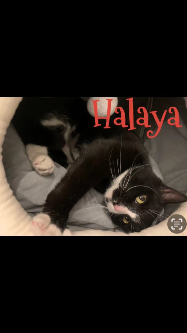 Enlarge Halaya, a Adoptable mixed breed in Morganton, NC video 6/6