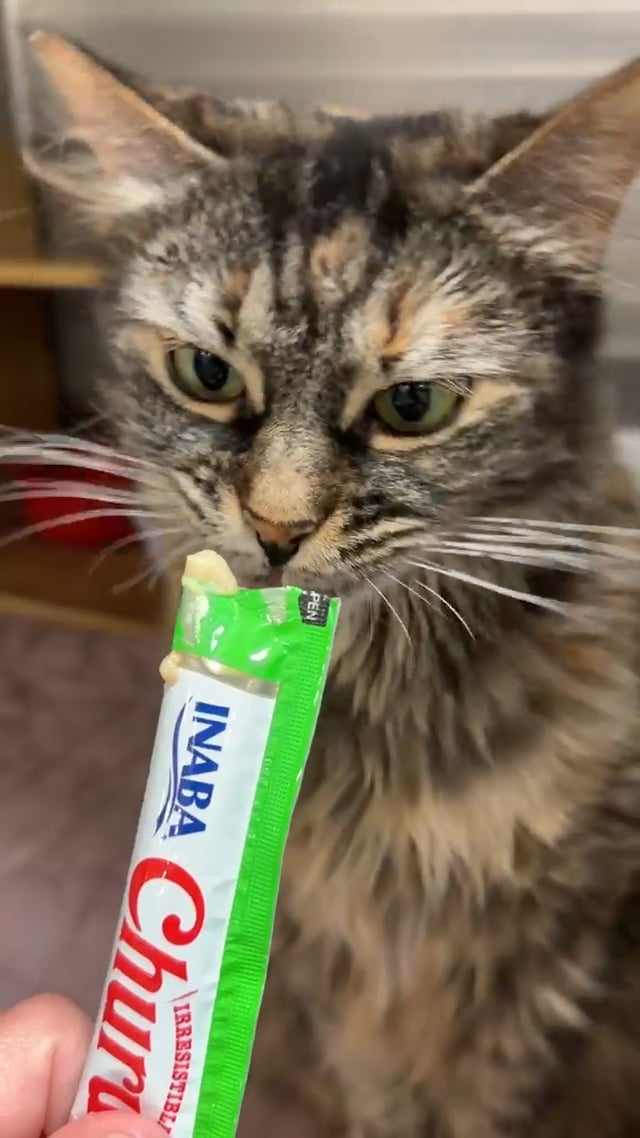 Enlarge Reese, a Adopted Domestic Long Hair in Morganton, NC video 3/3