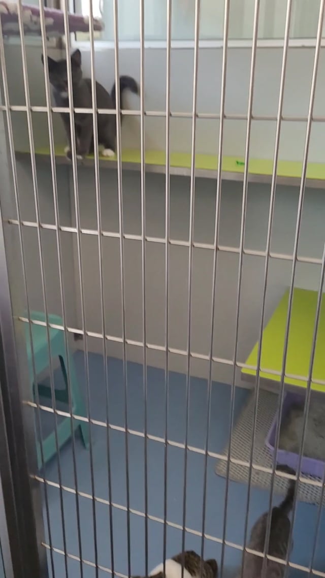 Enlarge Zeus, a Adoptable Domestic Short Hair in Morganton, NC video 3/3