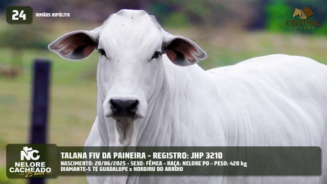 Lote 24