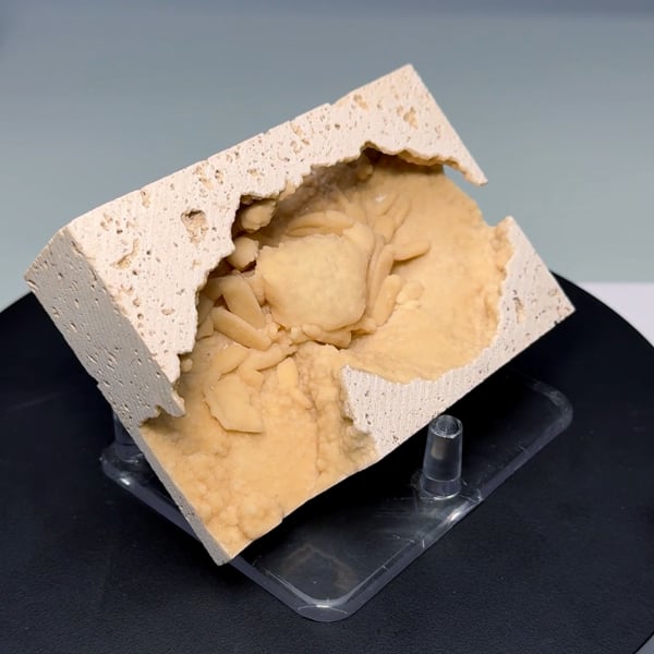 Authentic Fossilized Crab in Turkish Travertine | Natural Display