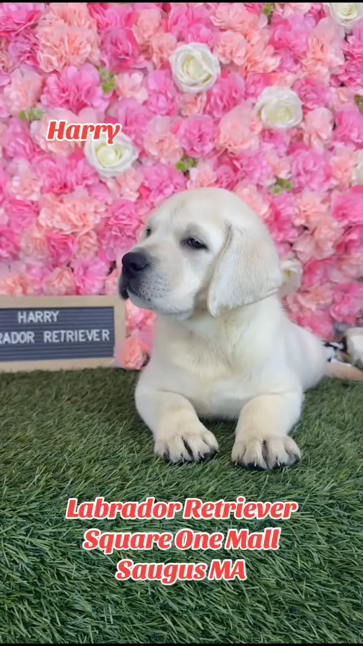 Male Labrador Retriever puppy named Harry for sale at Pet Express Saugus. video thumbnail