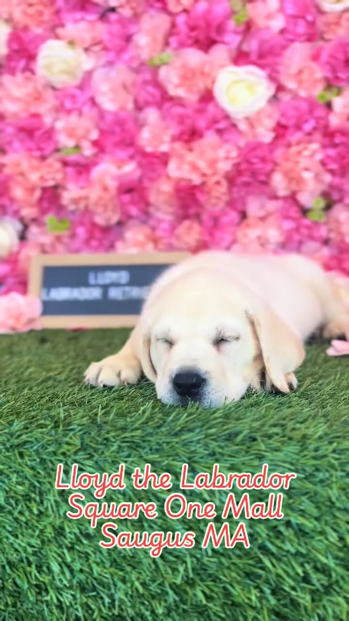 Male Labrador Retriever puppy named Lloyd for sale at Pet Express Saugus. video thumbnail