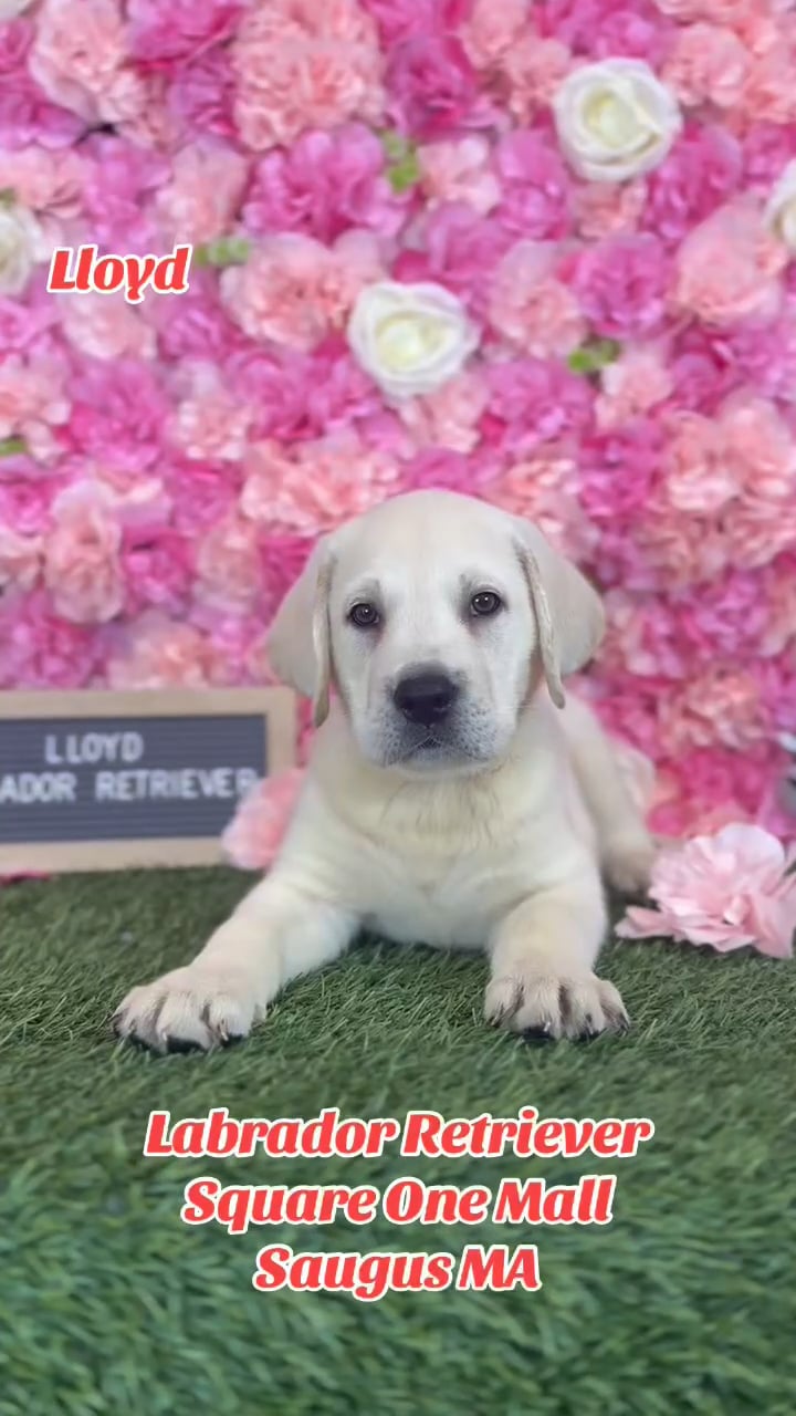 Male Labrador Retriever puppy named Lloyd for sale at Pet Express Saugus. video thumbnail