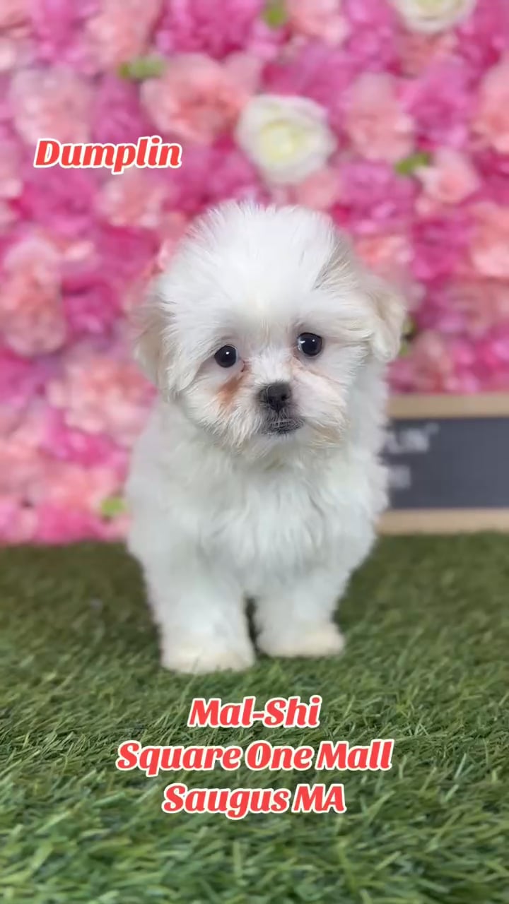 Female Malshi puppy named Dumplin' for sale at Pet Express Saugus. video thumbnail