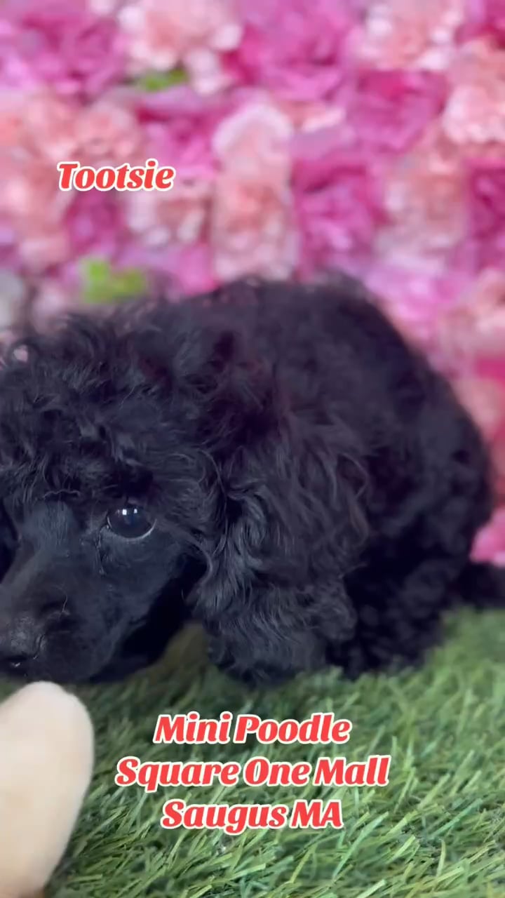 Female Poodle (Mini) puppy named Tootsie for sale at Pet Express Saugus. video thumbnail