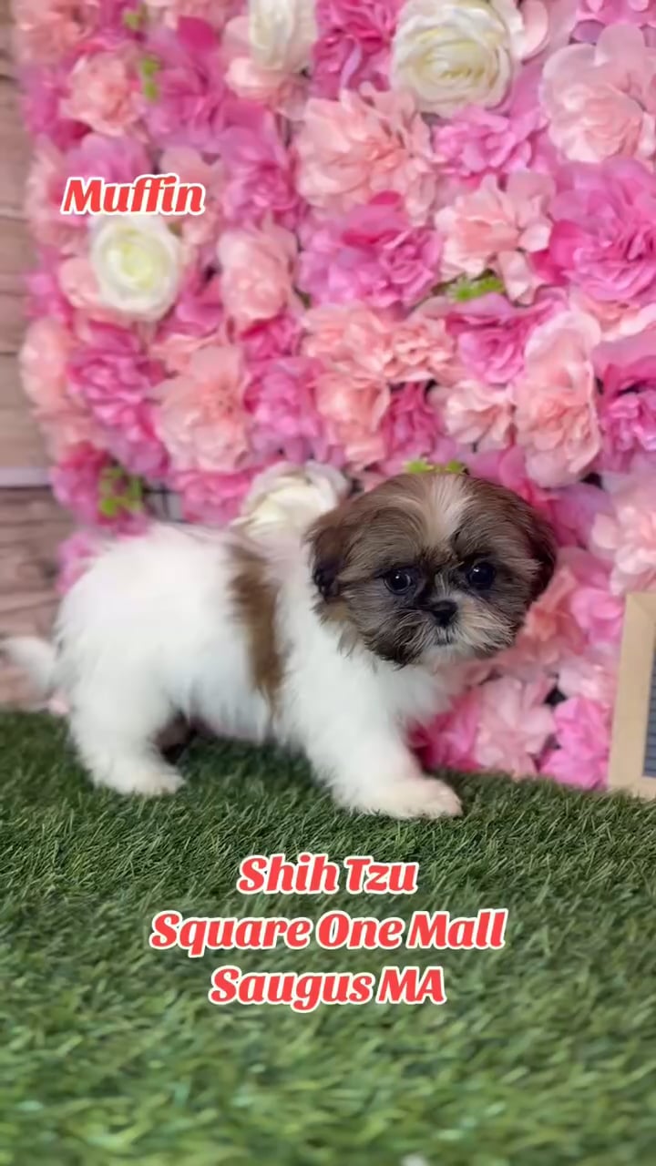 Female Shih Tzu puppy named Mini Muffin for sale at Pet Express Saugus. video thumbnail