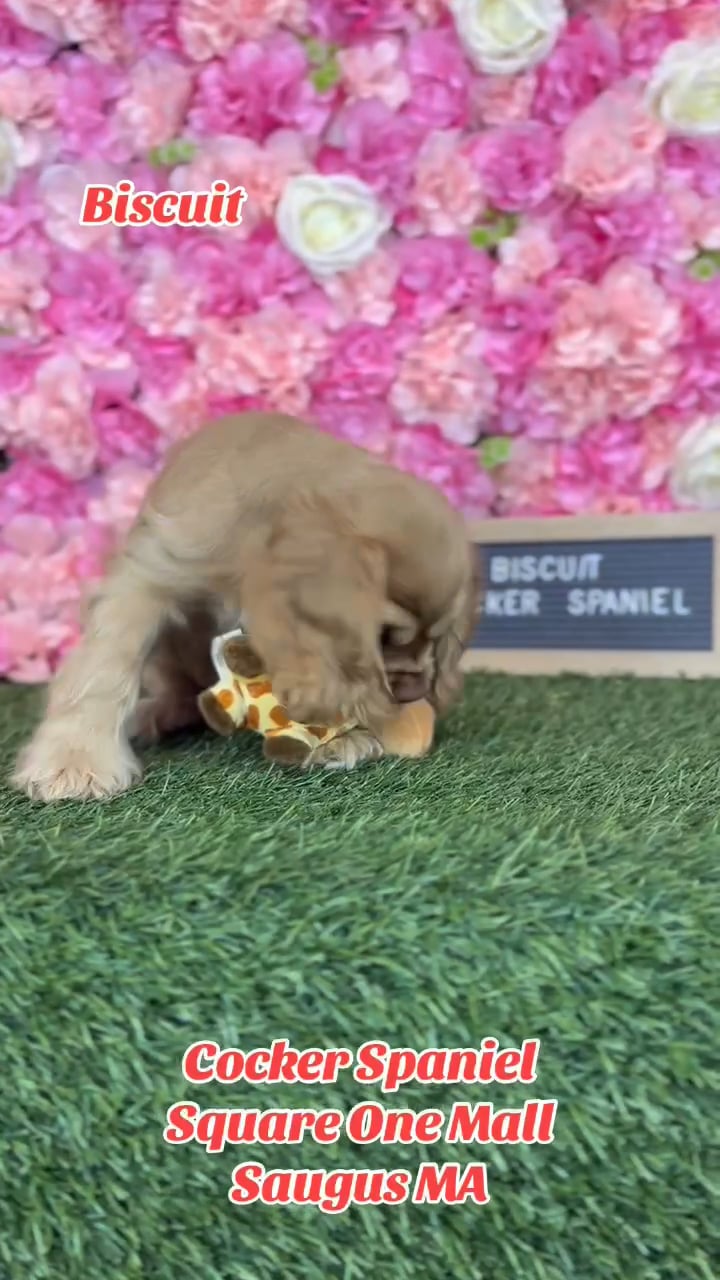 Female Cocker Spaniel puppy named Biscuit for sale at Pet Express Saugus. video thumbnail