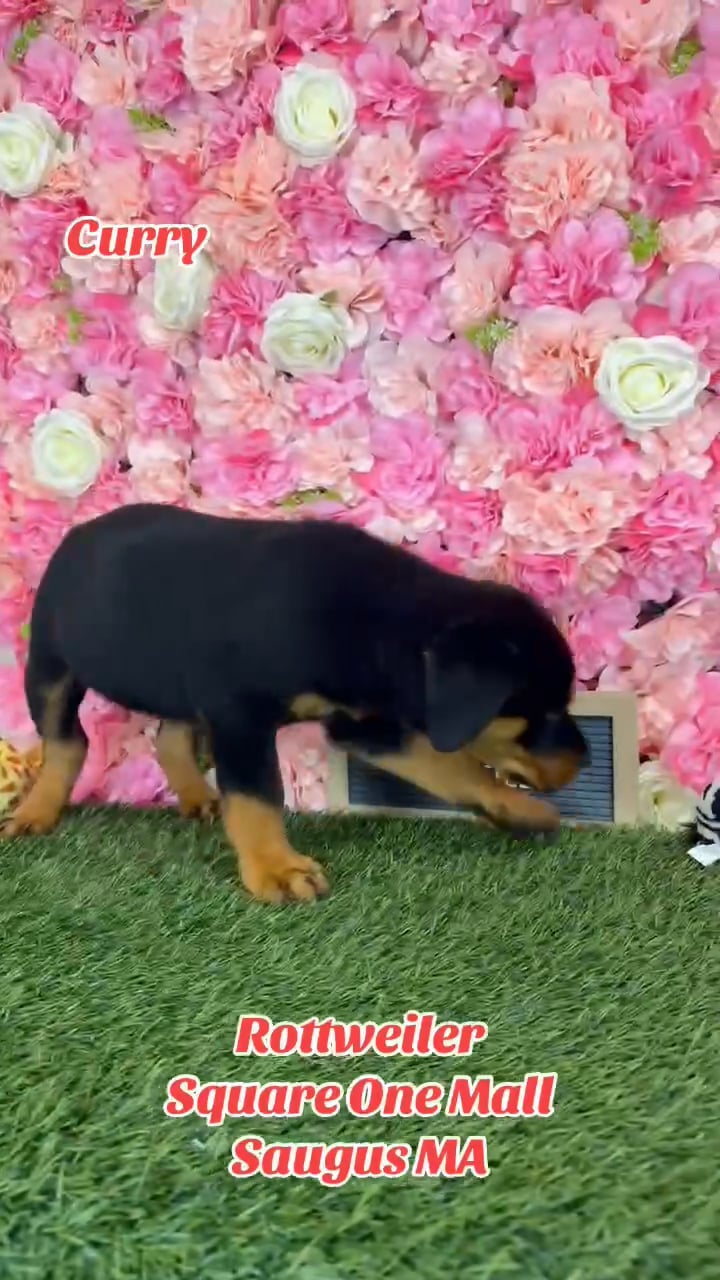 Male Rottweiler puppy named Curry for sale at Pet Express Saugus. video thumbnail