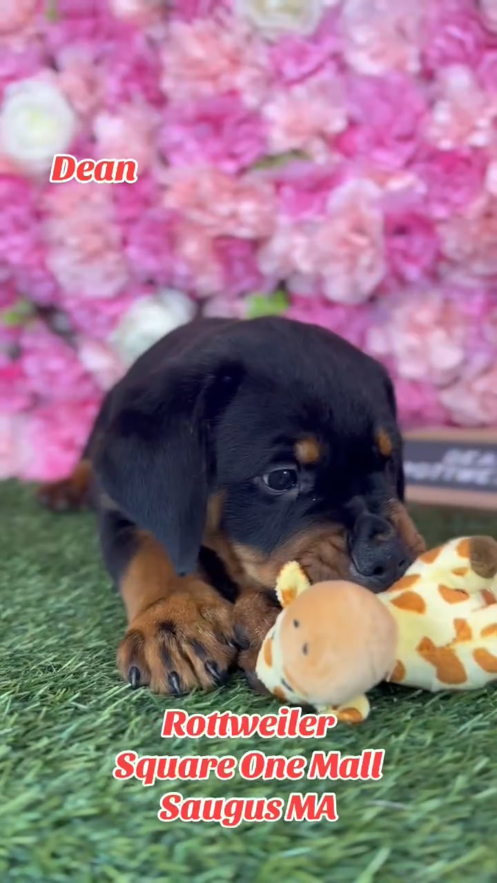 Male Rottweiler puppy named Dean for sale at Pet Express Saugus. video thumbnail