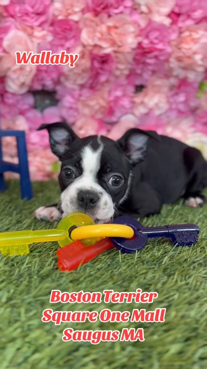Male Boston Terrier puppy named Wallaby for sale at Pet Express Saugus. video thumbnail