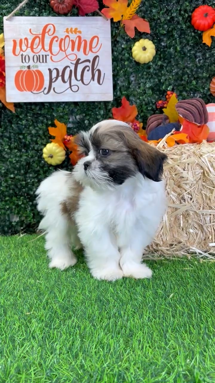 Male Shih Tzu puppy named Biscotti for sale at Puppy Dreams - Wichita West. video thumbnail