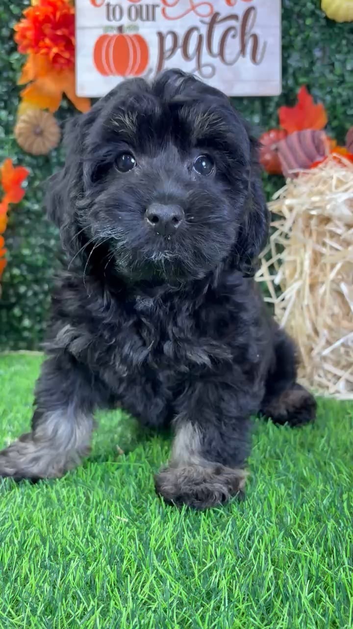 Female Cavapoo puppy named Dixie for sale at Puppy Dreams - Wichita West. video thumbnail