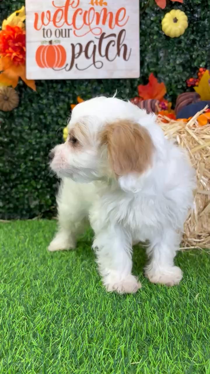 Female Cavapoo puppy named Daisy for sale at Puppy Dreams - Wichita West. video thumbnail