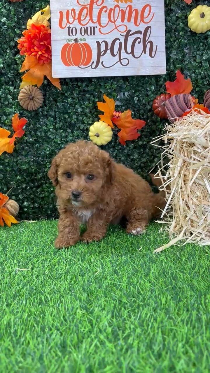 Female Mini Goldendoodle puppy named Roxy for sale at Puppy Dreams - Wichita West. video thumbnail