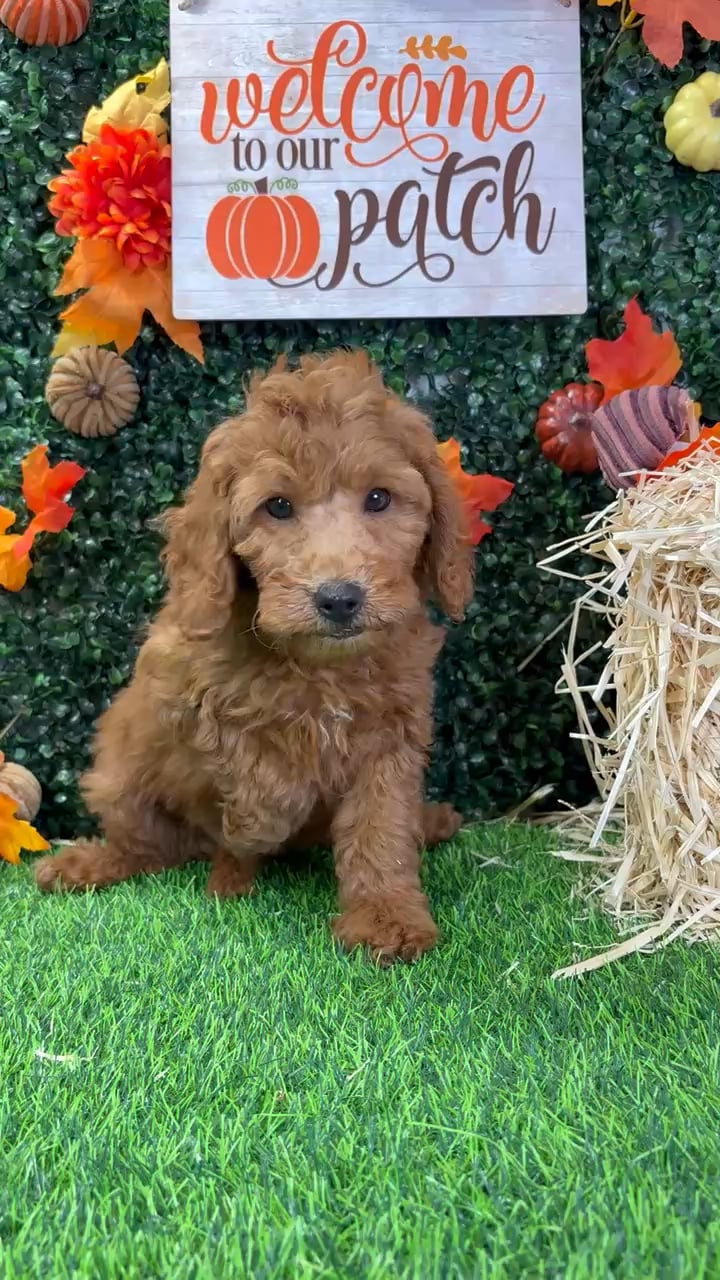 Female Mini Goldendoodle puppy named Rebel for sale at Puppy Dreams - Wichita West. video thumbnail