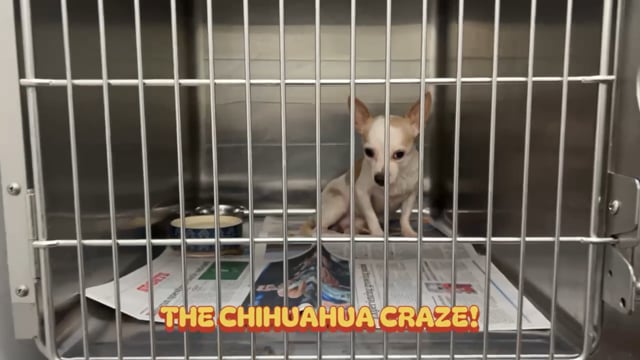 Enlarge Carnitas, a Adoptable mixed breed in San Antonio, TX video 2/4