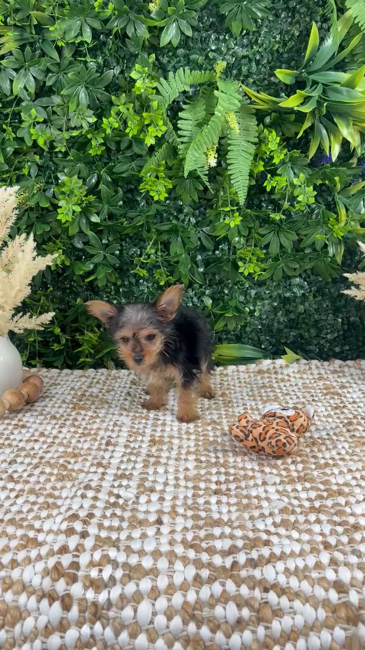 Female Yorkie puppy named Cali for sale at Puppy Dreams - Katy. video thumbnail